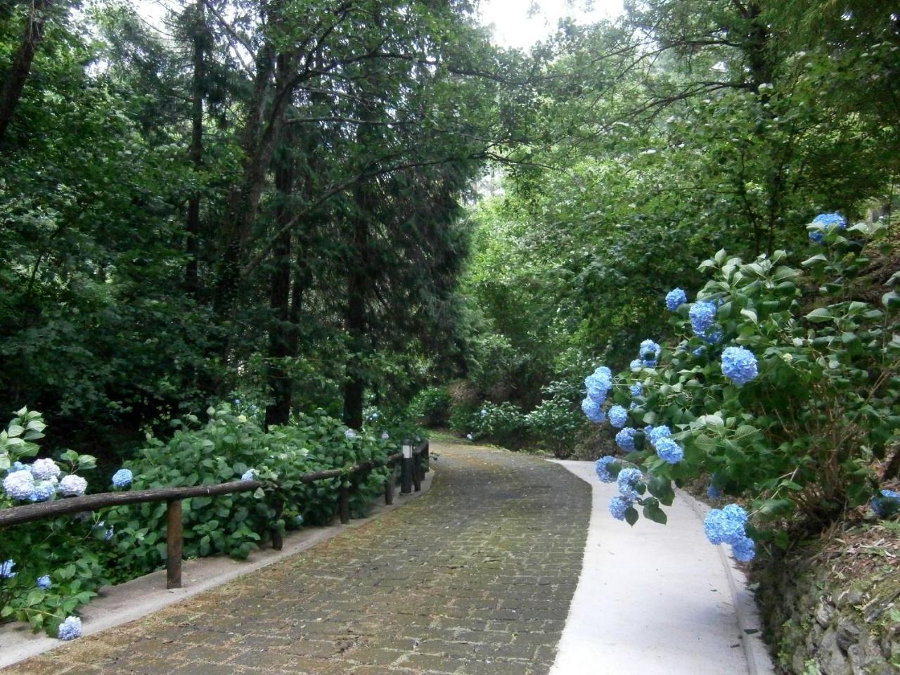 Il Bosco Di Campo Marzano Rooms & Apartments Borzonasca Eksteriør billede